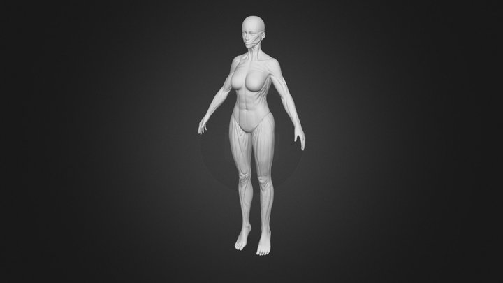 female muscle human body 3D Model