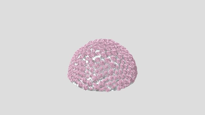 Coral Color 3D Model