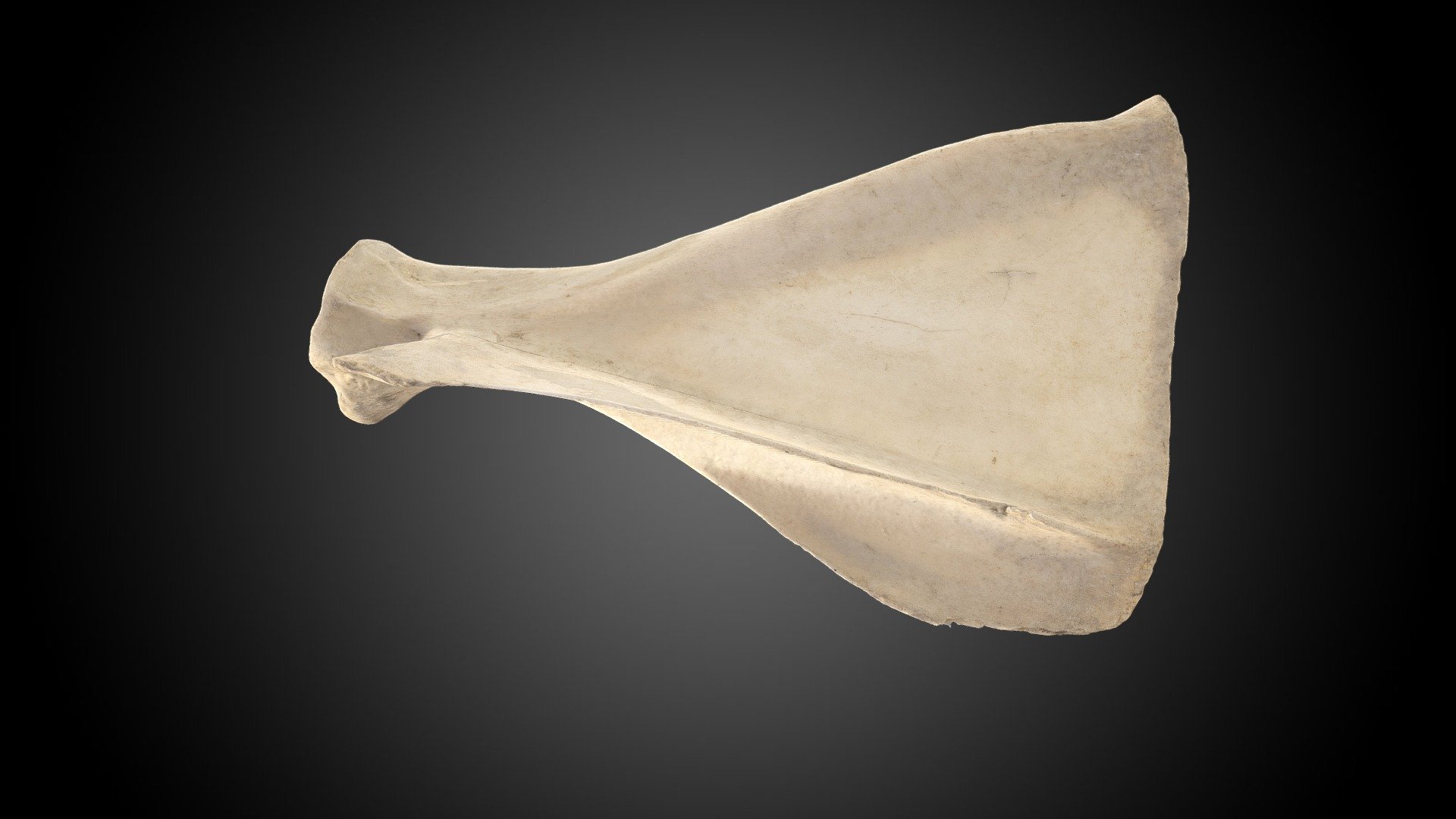 Scapula - 3D model by English Heritage (@EnglishHeritage) [aa03bfa ...