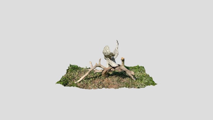 Barn Owl 3D Model