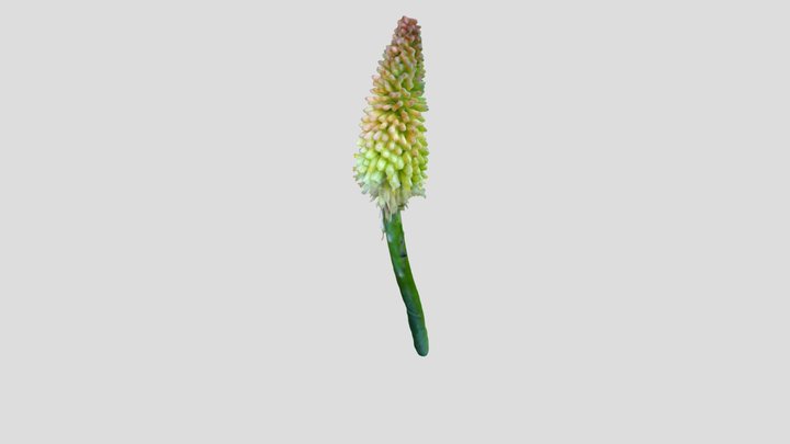 Kniphofia kiri mask 2 – Modello 3D gratuito STL
