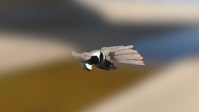 Hooded Merganser Drake 3D Model