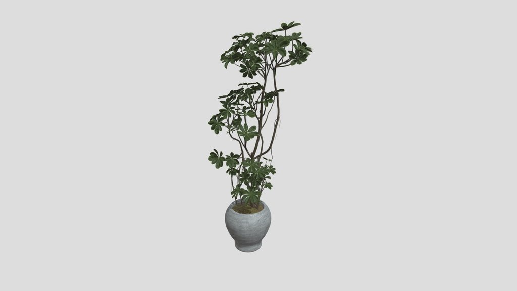 Plant