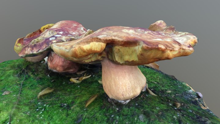 Large Mushrooms 3D Model