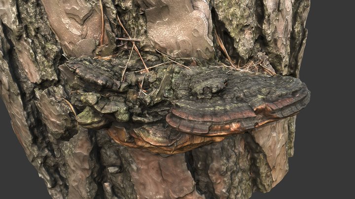 Polypore Fungus - Photogrammetry Scan – Modello 3D gratuito STL