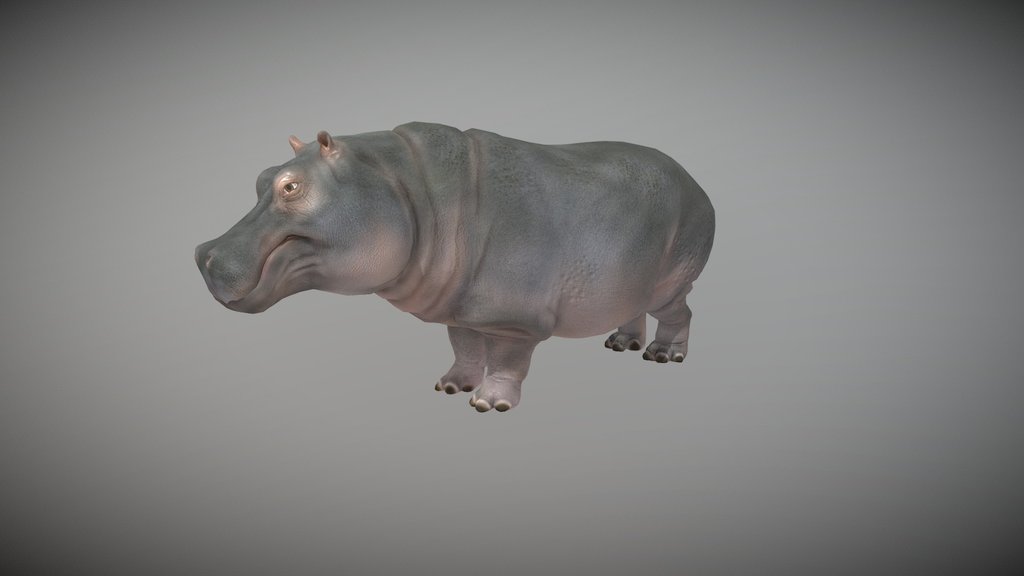 Realistic Hippopotamus | 25+ Animations