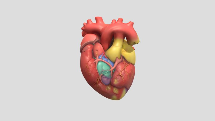 Il cuore (vista esterna) 3D Model