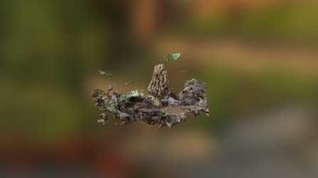 Morel Mushroom 3D Model