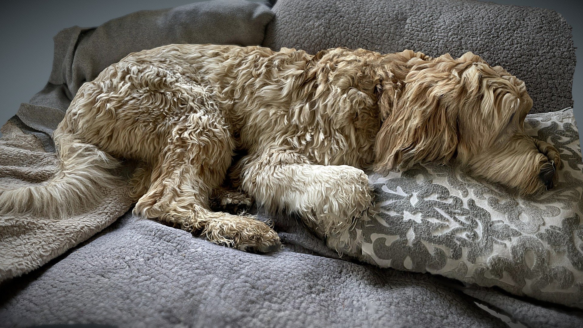 Rocco Sleeping