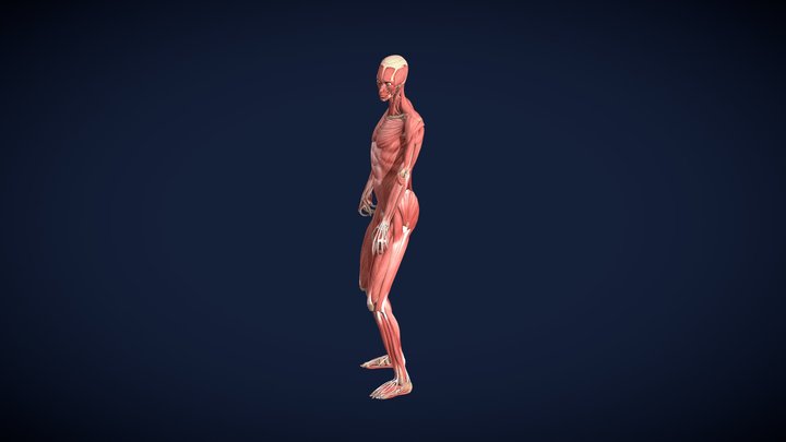Animacion Baseball A 3D Model