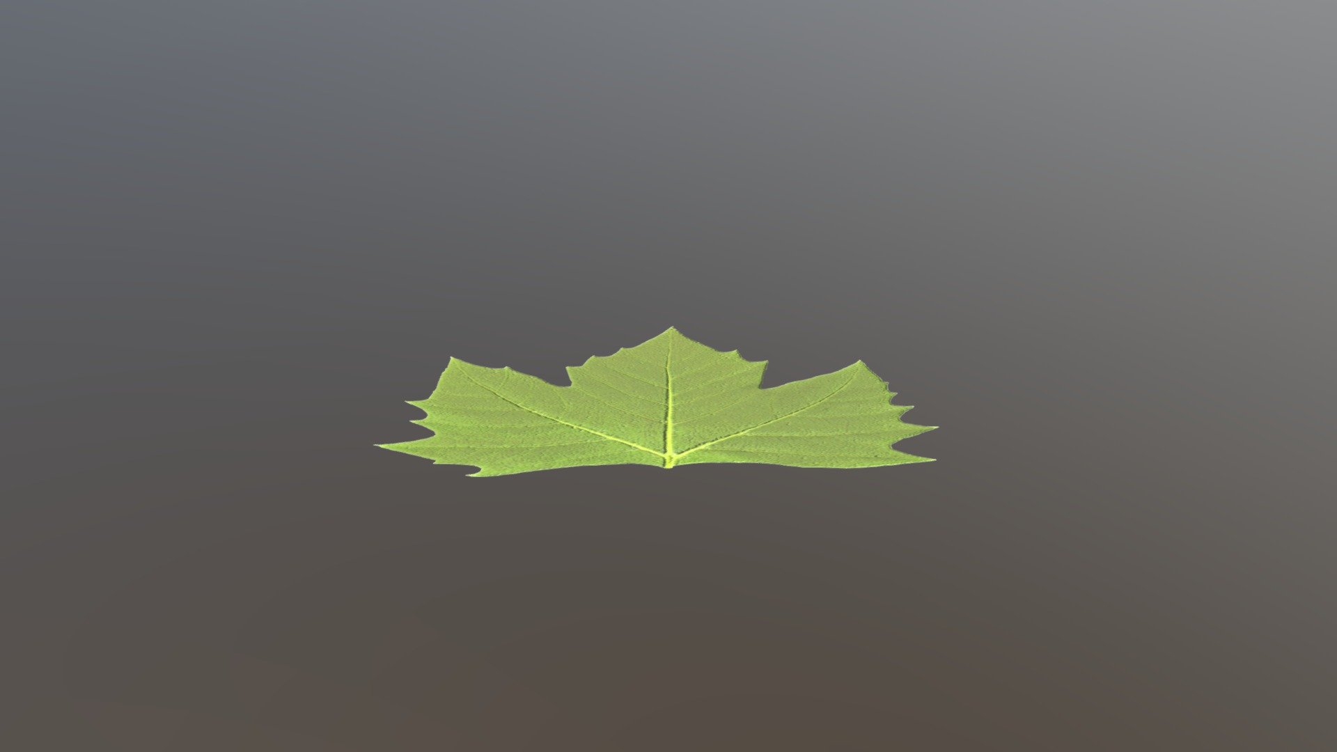Leaf