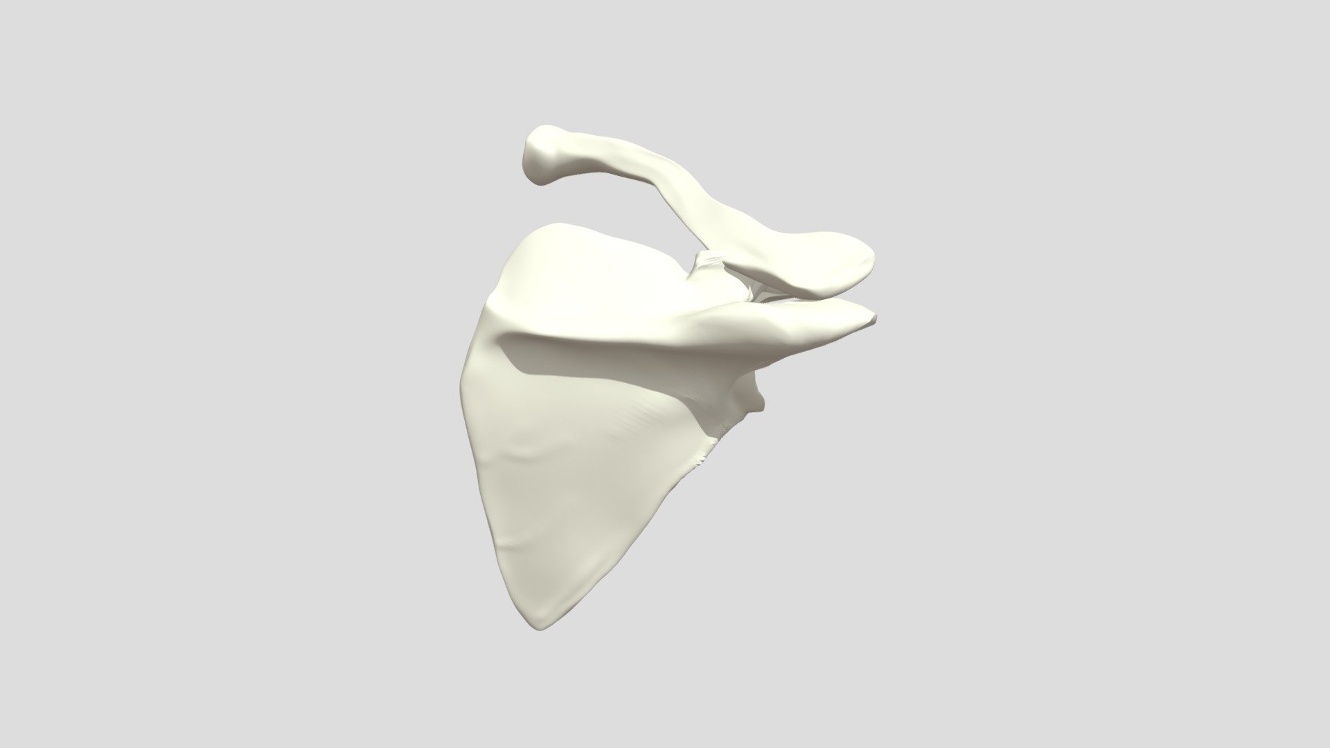 Scapula and Clavicle