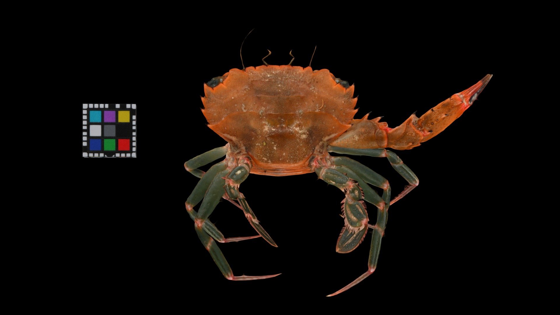 ウデトゲベニツケガニ？ ♂ Spiny Claw Swimming Crab