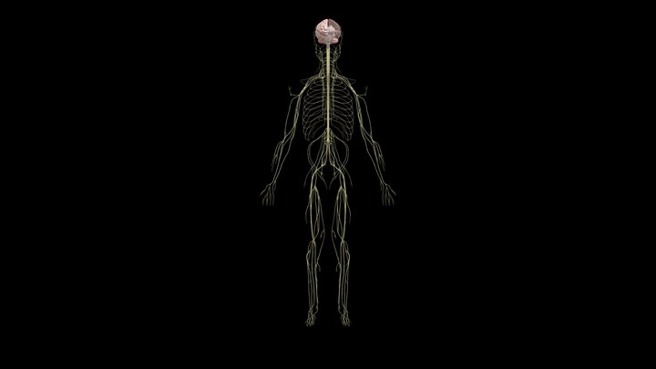 Sistema Nervoso 3D Model