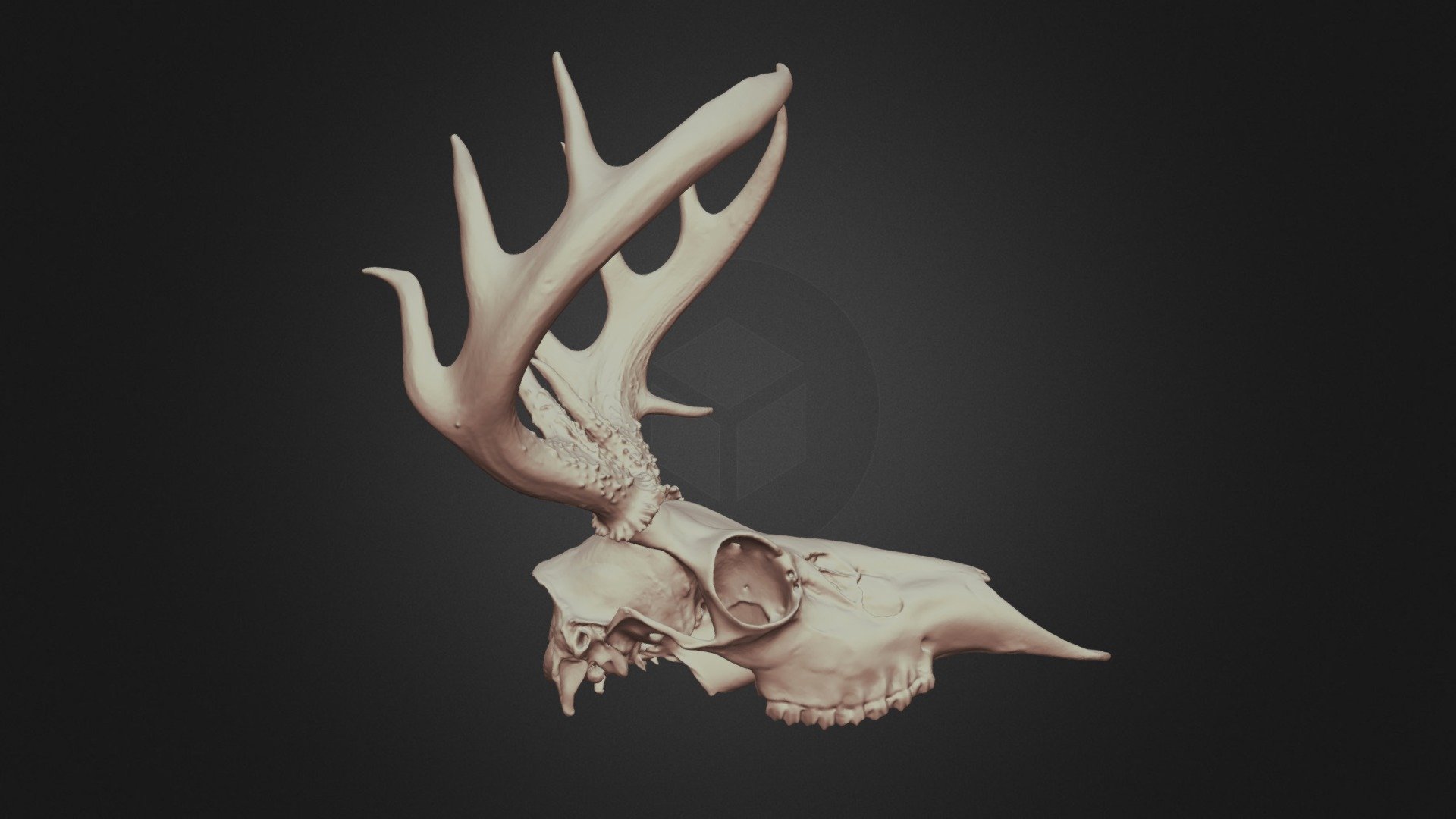 Odocoileus virginianus (White-tailed deer) Skull - 3D model by Lakehead ...