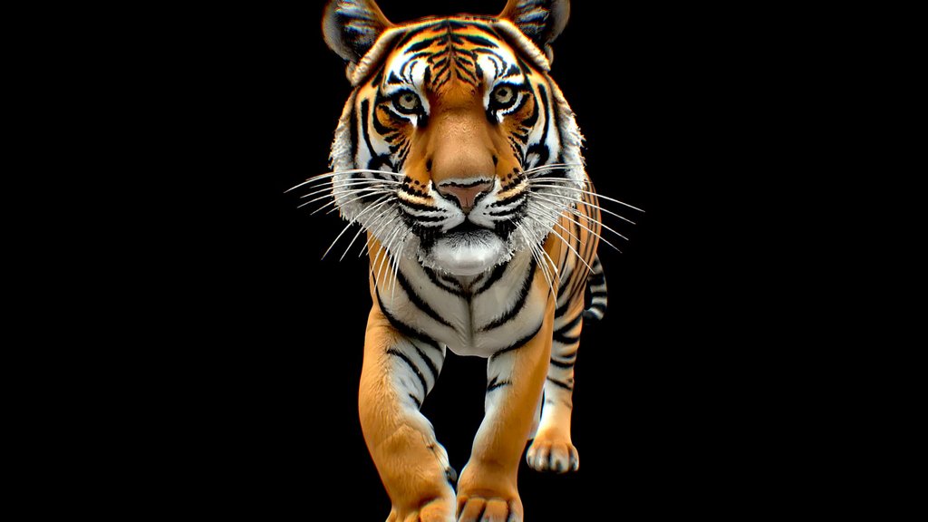Tiger animal pets cat