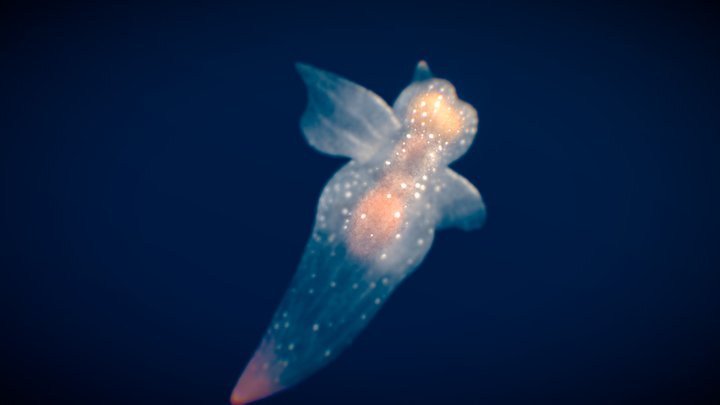 Sea Angel 3D Model
