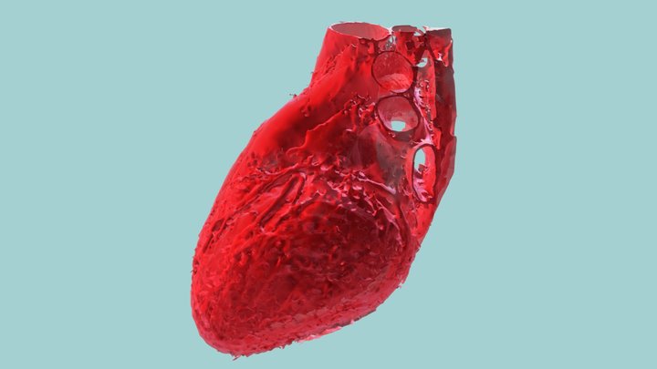 Cardiac Computed Tomography Model (Heart) 3D Model