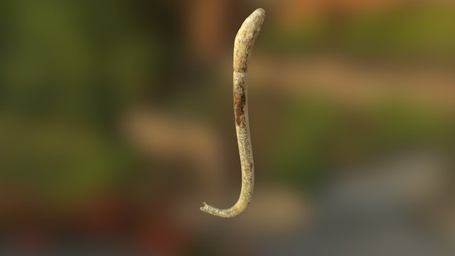 Raccoon Baculum worn as Pendant (VCU_3D_2136) – Modello 3D gratuito STL