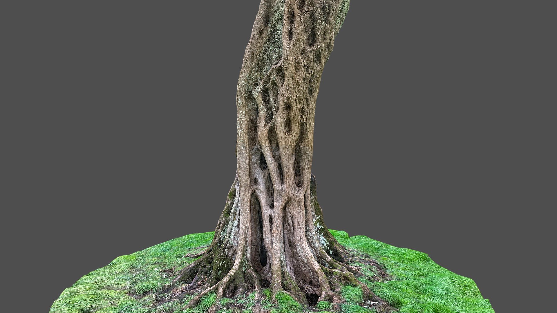 Olive tree 3