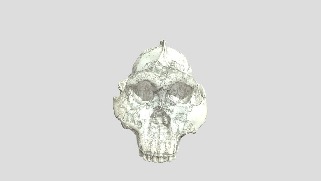 OH 5 (Nutcracker Man) - Skull