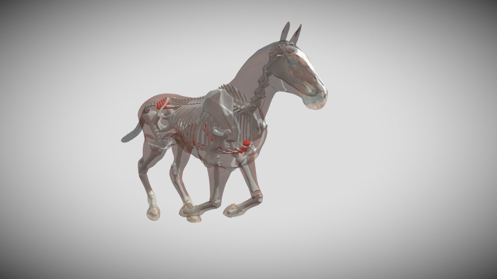 Horse Skeleton Animation - Download Free 3D model by atombits_assets ...