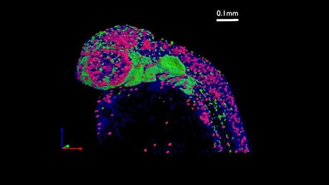 zebrafish embryo - 36 hours post fertilization 3D Model