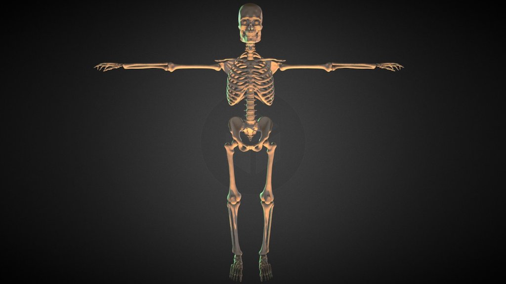 SKELETON (Esqueleto) - Downloadable