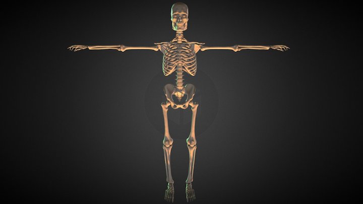 SKELETON (Esqueleto) - Downloadable 3D Model