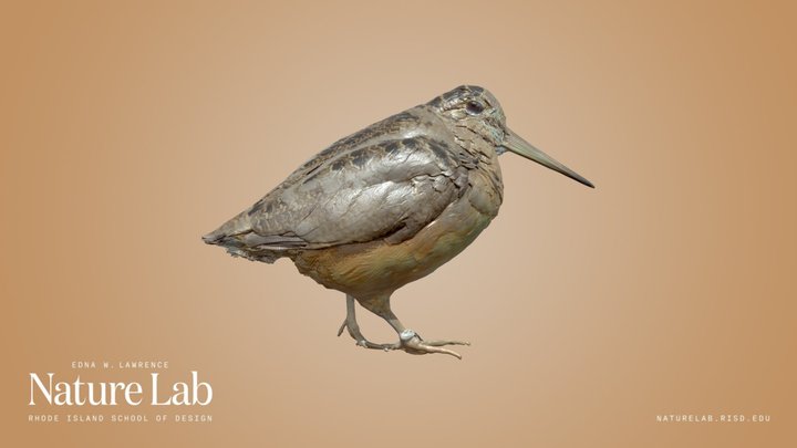 American Woodcock