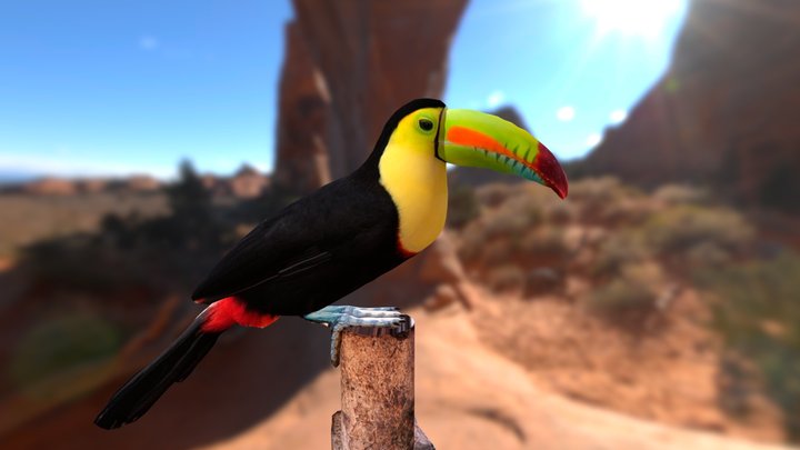 Toucan 3D Model