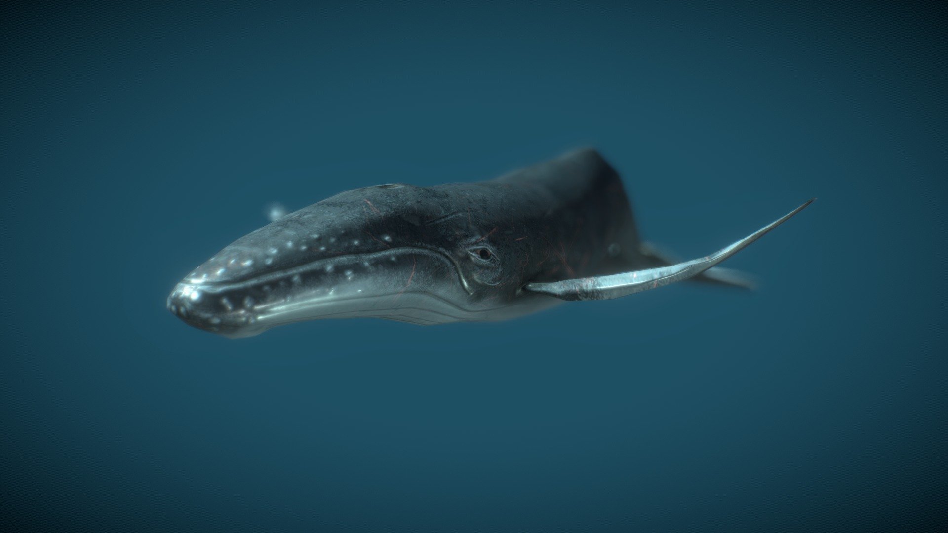 Humpback Whale - 3D model by hydrogsm4016 (@v326) [aa5f264] - Sketchfab