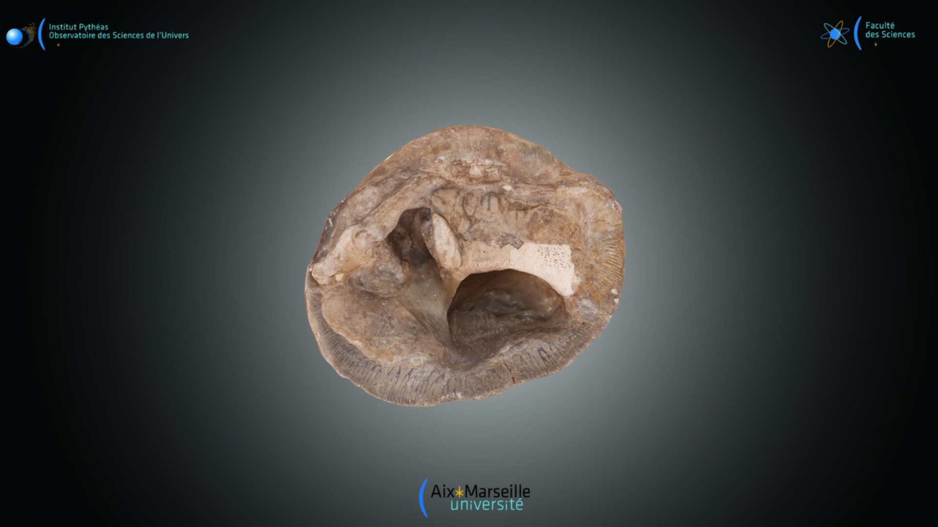 Bivalve - Plagioptychus toucasi.