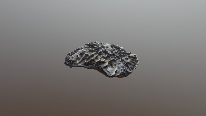 unknown specimen 3D Model