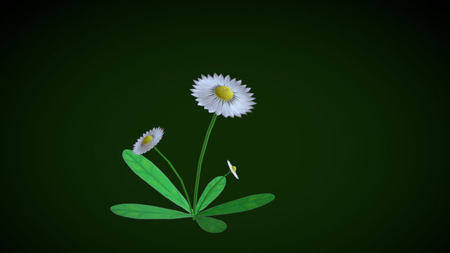 Daisy Flower 3D Model