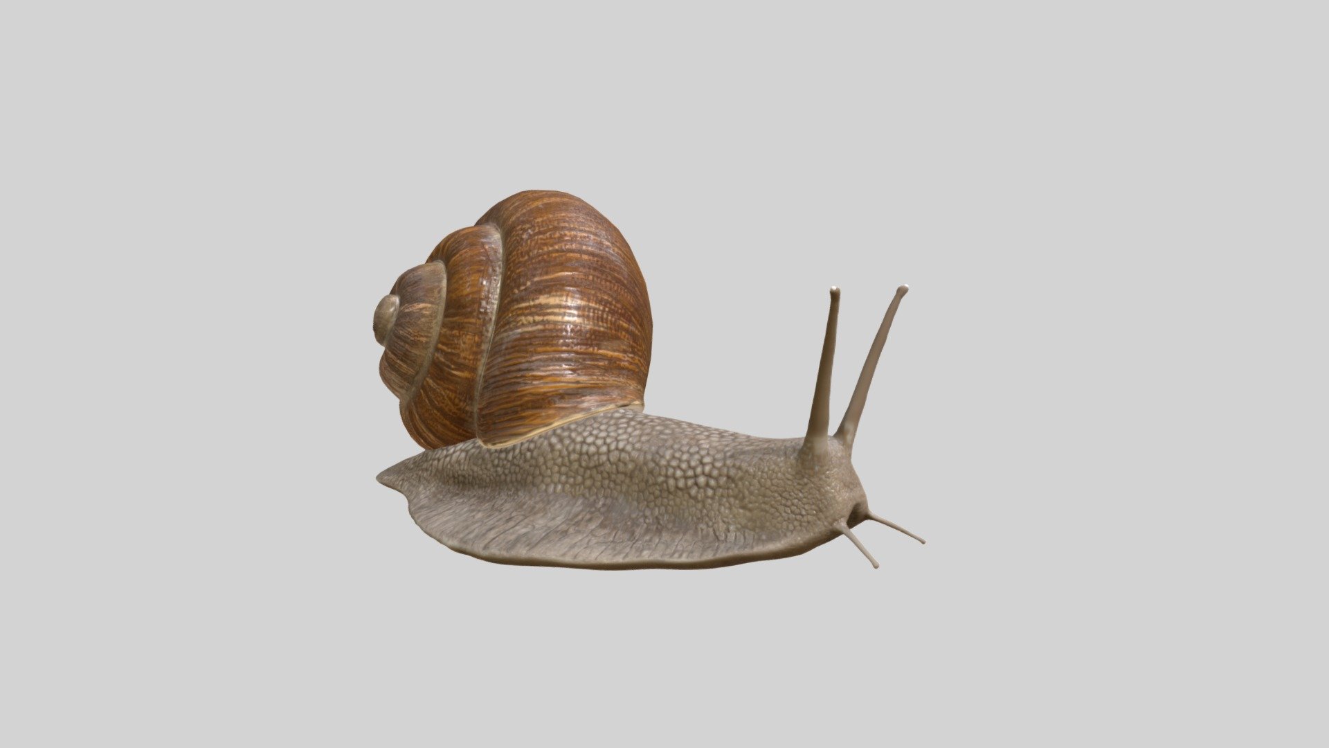 Snail Brico Depot - 3D model by mariaadrianavoiculescu [aa67a86 ...