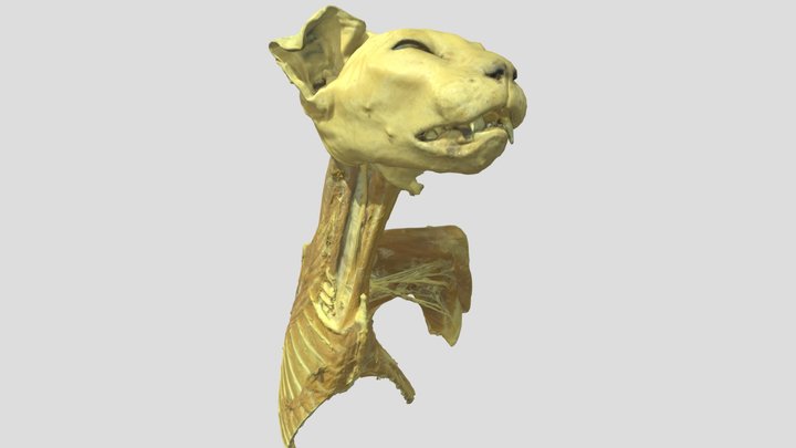 Katzentorso 10% 3D Model
