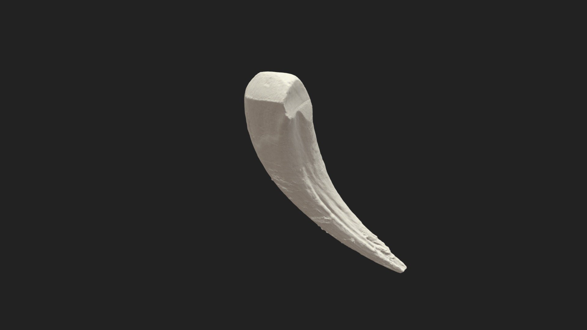 1st incisor (incisivus, I1) pig (lower jaw) - Download Free 3D model by ...