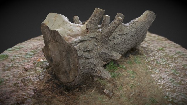 Tree Log PHOTOGRAMMETRY 3D Model