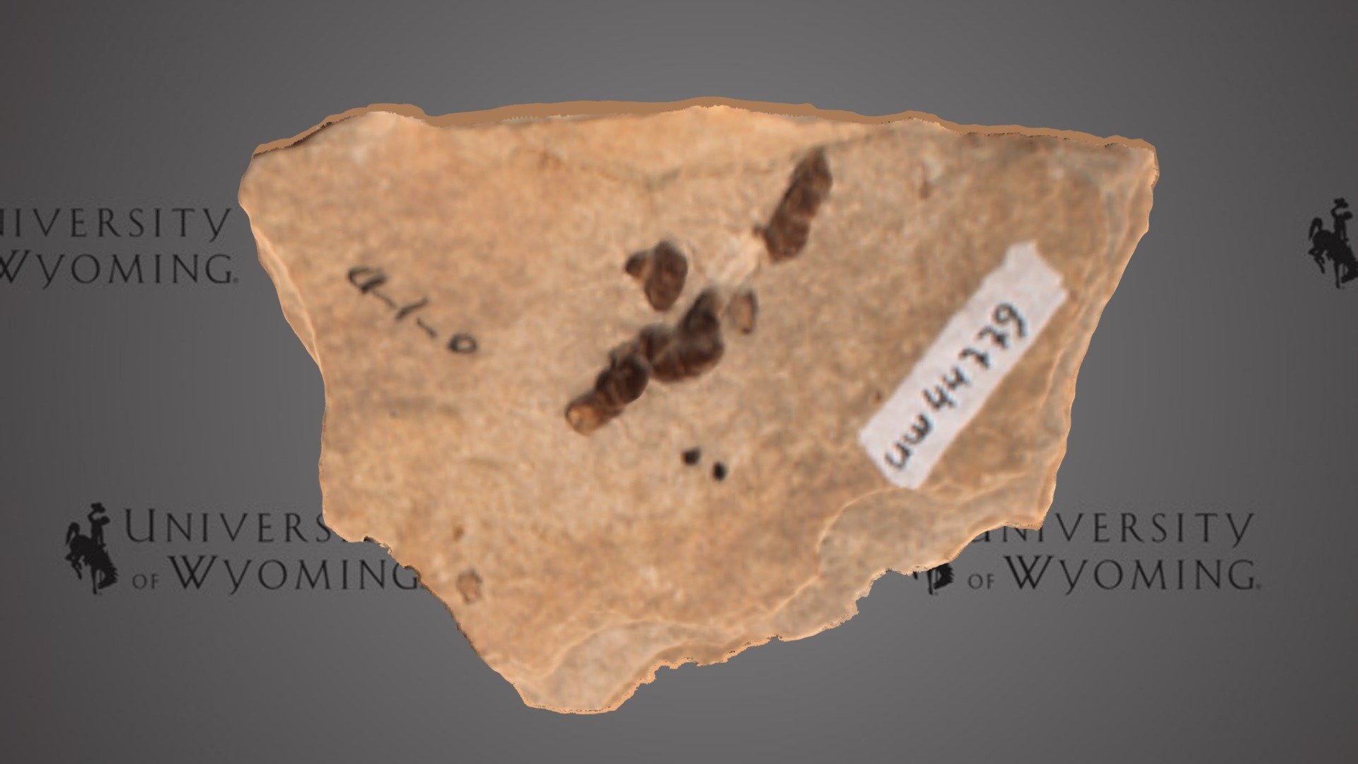 UW 44779 D - Osteichthyes