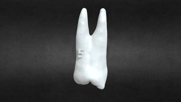 Felső 4-es fog (5) 3D Model