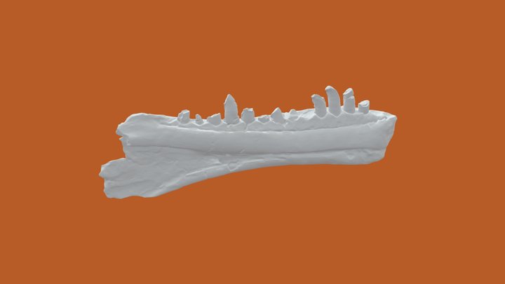 Mystery Fossil #3 3D Model