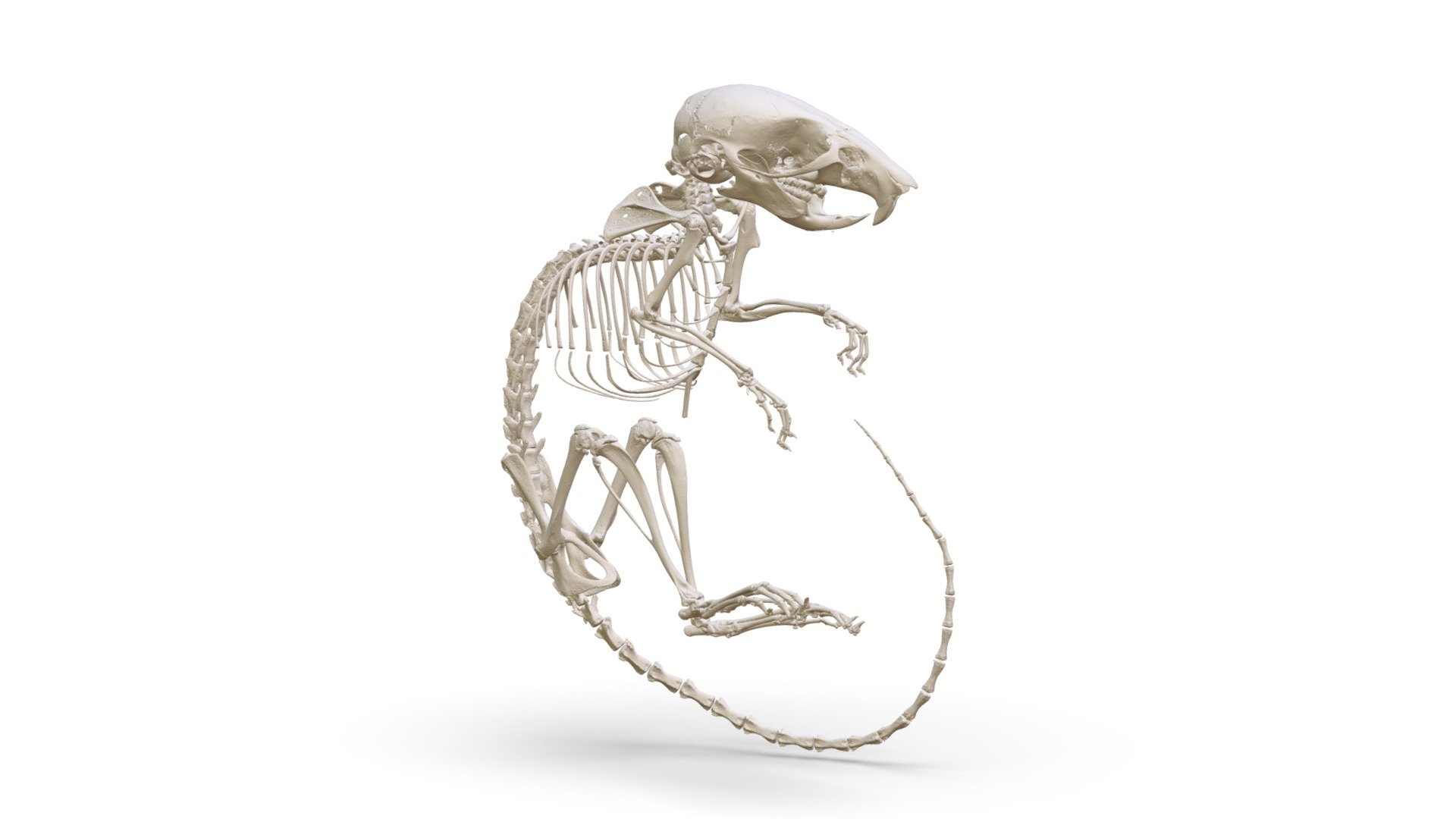 Apodemus uralensis (MSB:Mamm:249567) - 3D model by Biodiversity ...