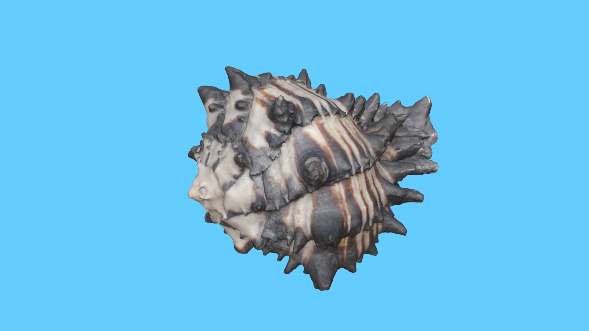 3D model Mollusk Shell - This is a 3D model of the Mollusk Shell. The 3D model is about a statue of a lion.