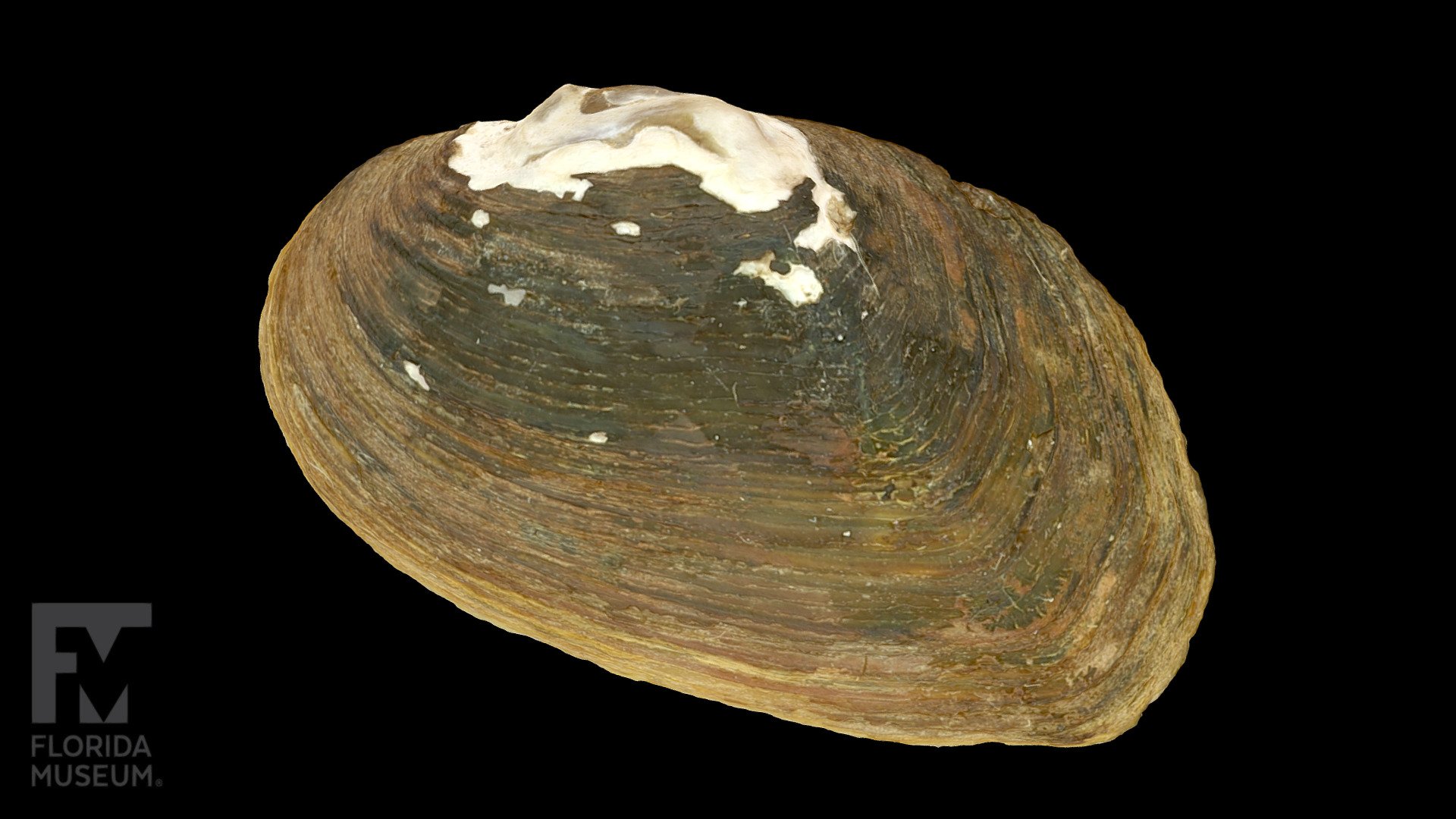 Savannah lilliput Freshwater Mussel 3D model by FloridaMuseum