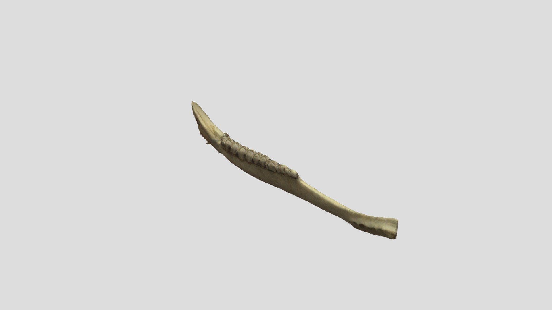 White-tailed deer jaw #B01