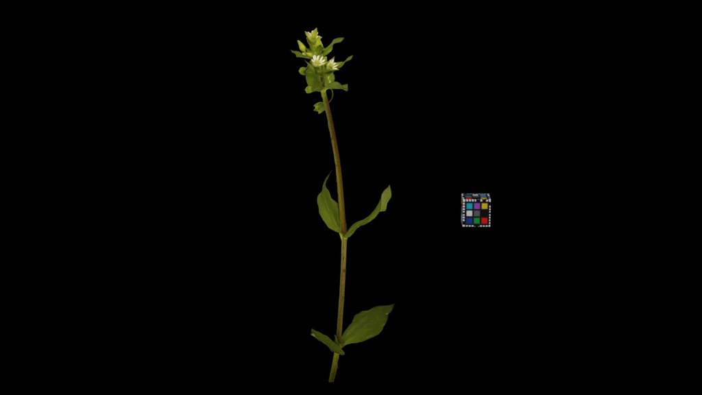 CC0 コハコベ Common Chickweed, Stellaria media