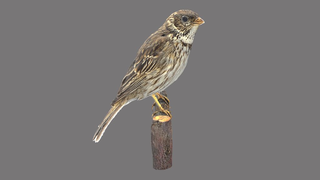 Emberiza calandra