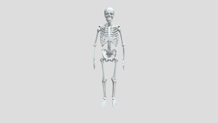 skeleton 3D Model