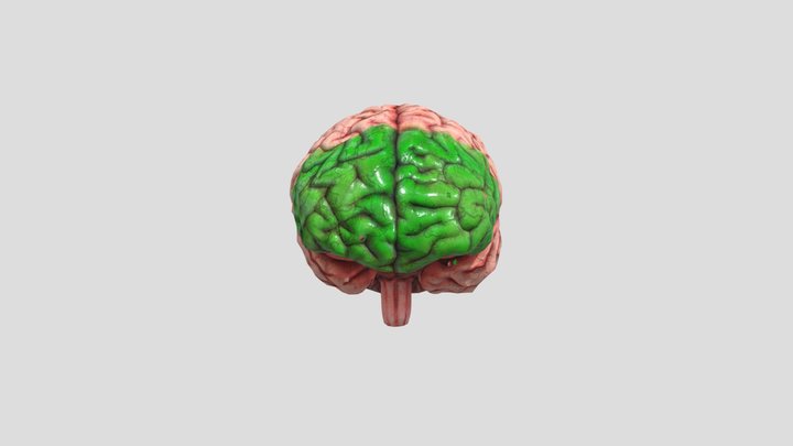 Cerebro UCAM 3D Model